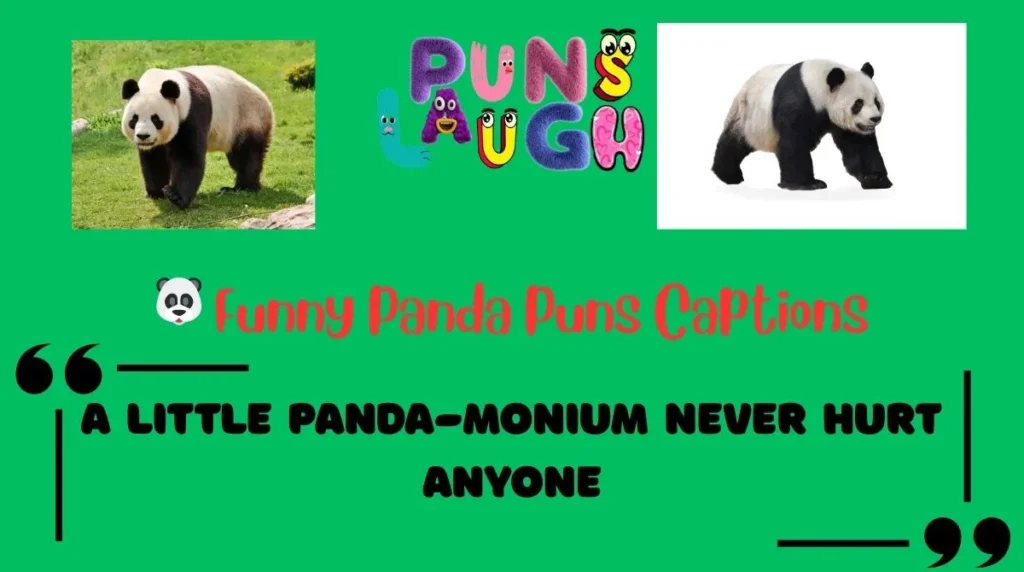 Funny Panda Puns Captions