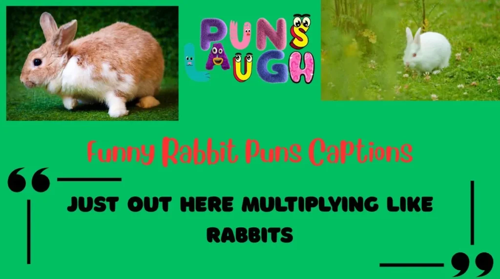 Funny Rabbit Puns Captions