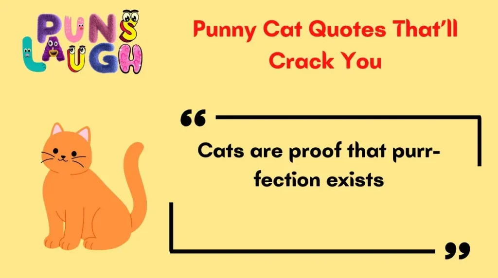 Punny Cat Quotes Thatāll Crack You